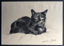 Koci portret - ołówek